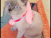 British Blue Point british shorthair kızıma DAMAT arıyoruz