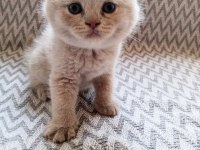 British shorthair scottish fold yavrular