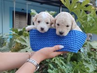 MUHTEŞEM GÜZELLİKTE MALTİPOO YAVRULARIMIZ