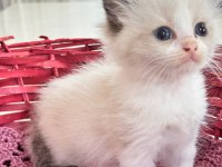 Şampiyon genetikli safkan ragdoll yavruları