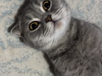 Ücretsiz Sahiplendirme Scottish Fold Kedisi