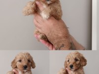 2 aylık dişi Maltipoo aşıları yapıldı