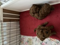 MİNİ BOY POODLE YAVRULAR
