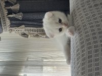 Beyaz Scottish Fold yavrum