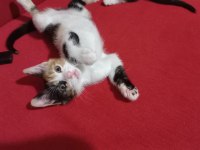 Güzel calico kızlarımıza acil yuva kedimize