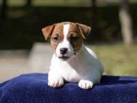 FCI (KIF) şecereli safkan kısa tüylü yavru jack russell