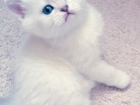 Mükemmel british shorthair bebişler