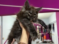 Dev bebekler 2 aylık maine coon yavrular