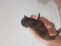 Terrier yavrular dişi erkek mevcut