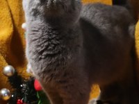 Blue renk scottish fold dişi yetişkin kısır değil