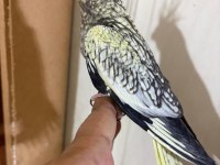 43 GÜNLÜK AKILLI SULTAN PAPAĞANI BEBEK