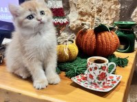 San kan Golden british shorthair Şecereli yavrular
