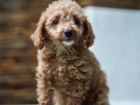 Safkan toy poodle