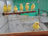 Manılua Kanaryalar