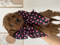 Dişi -Erkek Yavru Toy Poodle Yavrularımız