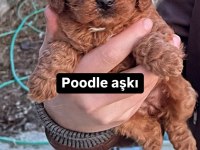 Toy Poodle red brown mini boy yavrular