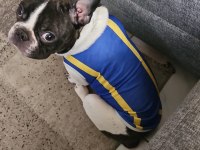 French bulldog oğlumuz