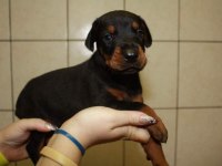 IRK GARANTİLİ DOBERMAN YAVRULARI