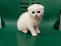 WC Eğitimli Uysal Scottish Fold Bebek