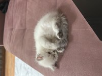 Saf kaliteli kan genetiği kedimiz