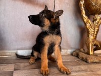 Alman çoban köpeği yavrularımız