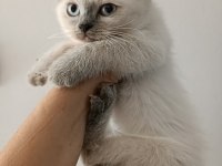 British shorthair bluepoint