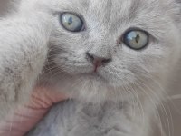19 temmuz doğumlu british shorthair