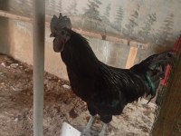 Ayemcemani horoz