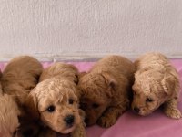 Maltipoo bebek köpeklerimiz