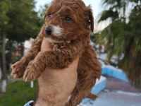Poodle yavru köpekler