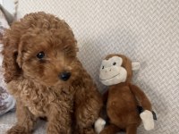 6 Aylık Toy Poodle