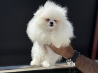 Show kalite tea cup kore pomeranian boo