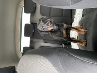 3 dişi harika doberman