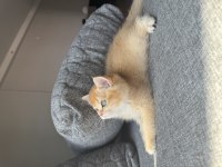 British Golden Shorthair