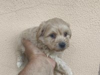 MALTİPOO YAVRULAR