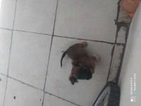 Pekinez erkek kopek