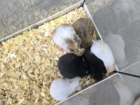 Yavru Yetişkin Suriye Hamsterlari Asla Isırmaz
