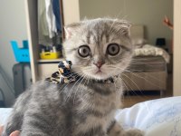 3 minik scottish fold yavrumu sahiplendirmek istiyorum