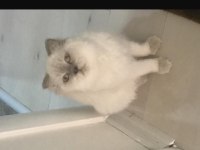 1.5 yaşında british longhair kedimi sahiplendiriyorum