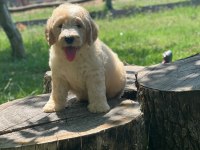 Labradoodle Dişi / Erkek 2 Aylık