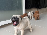 Pug 0 Burun Şirin Bebekler
