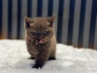 British Shorthair Cinnamon Kahve Renk Chocolate