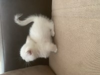 CÜCE KEDİMİZ MUNCHKİN
