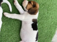 SAFKAN BEAGLE YAVRULARI