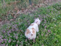 Sevimli terrier kırması kızıma yuva arıyorum