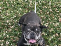 6 Aylık ve 3 Yaşında Dişi French Bulldog