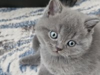 Blue Brıtısh Shorthair Yavrularım 