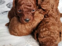 15 GÜNLÜK KORE KAN SAFKAN TOY POODLE BEBEKLER