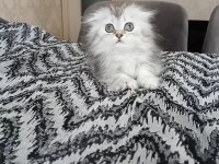 Tatlış kediler