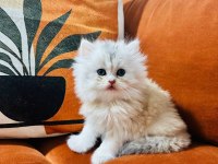 Güzel british longhair prensesim